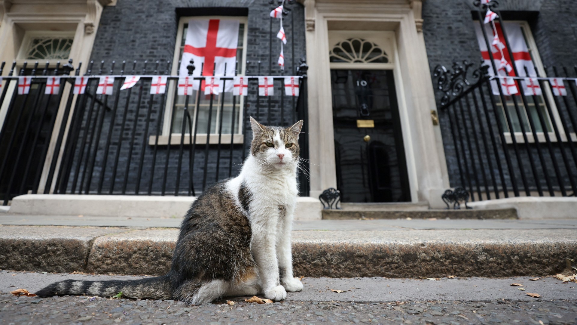 Who is Larry the cat, Downing Streets chief mouser?